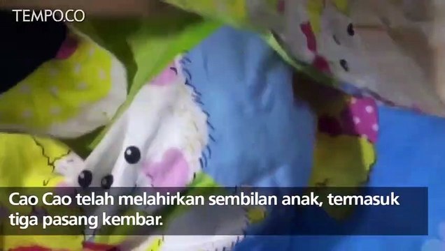 Panda Ini Lahirkan Anak Kembar di Cina