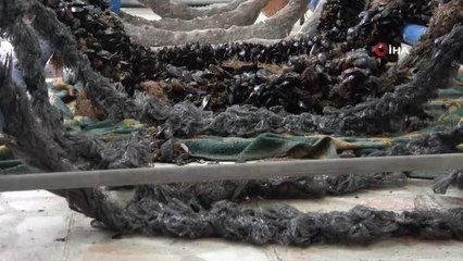 Yalova'daki Türkiye'nin ilk organik midye üreticilerine sertifika