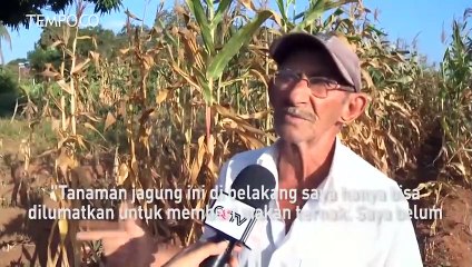 200 Ribu Orang Alami Kekeringan di Brasil