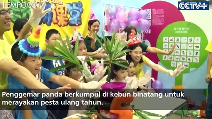 Disambut Hangat Kedatangan Saudara Panda Raksasa