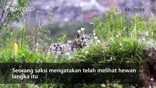Begini Penampakan Macan Tutul Salju di Dataran Tinggi Cina