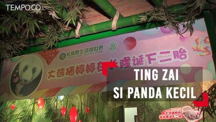 Ting Zai, Si Panda Kecil Dikenalkan ke Publik