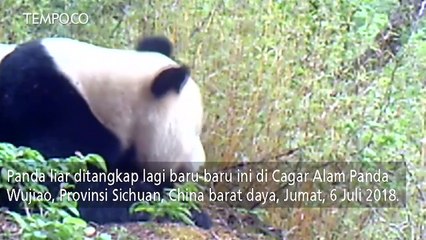 Panda Liar Muncul di Cagar Alam Sichuan