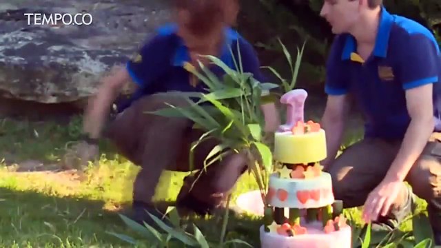 Anak Panda Perancis Merayakan Ulang Tahun Pertama