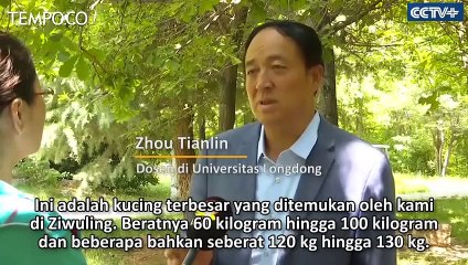 Ditemukan Macan Tutul Liar di Hutan Cina