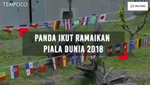 Lucunya Pertandingan Panda Ikut Ramaikan Piala Dunia 2018