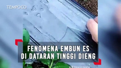 Bun Upas, Fenomena Embun Jadi Es di Dieng, Akan Sampai Oktober