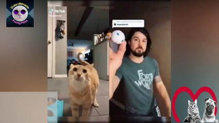 FUNNY Animal Videos that will make you Pee your Pants  Funny Pet Videos 2022  PART 11