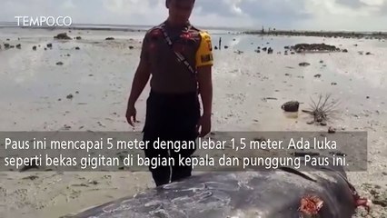Paus Pilot Terdampar di Pantai Harapan Berau