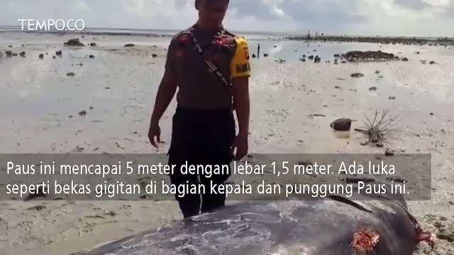 Paus Pilot Terdampar di Pantai Harapan Berau