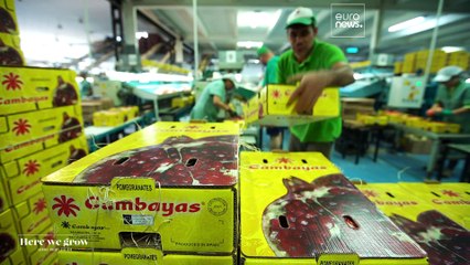 Exotische Früchte aus Spanien: Mango, Granatapfel und Avocado