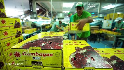 كيف نجحت إسبانيا بتوفير ظروف مناخية ملائمة لإنتاج المانغا والأفوكادو والرمان؟