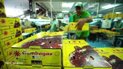 Como Espanha se tornou um centro de produção de fruta tropical