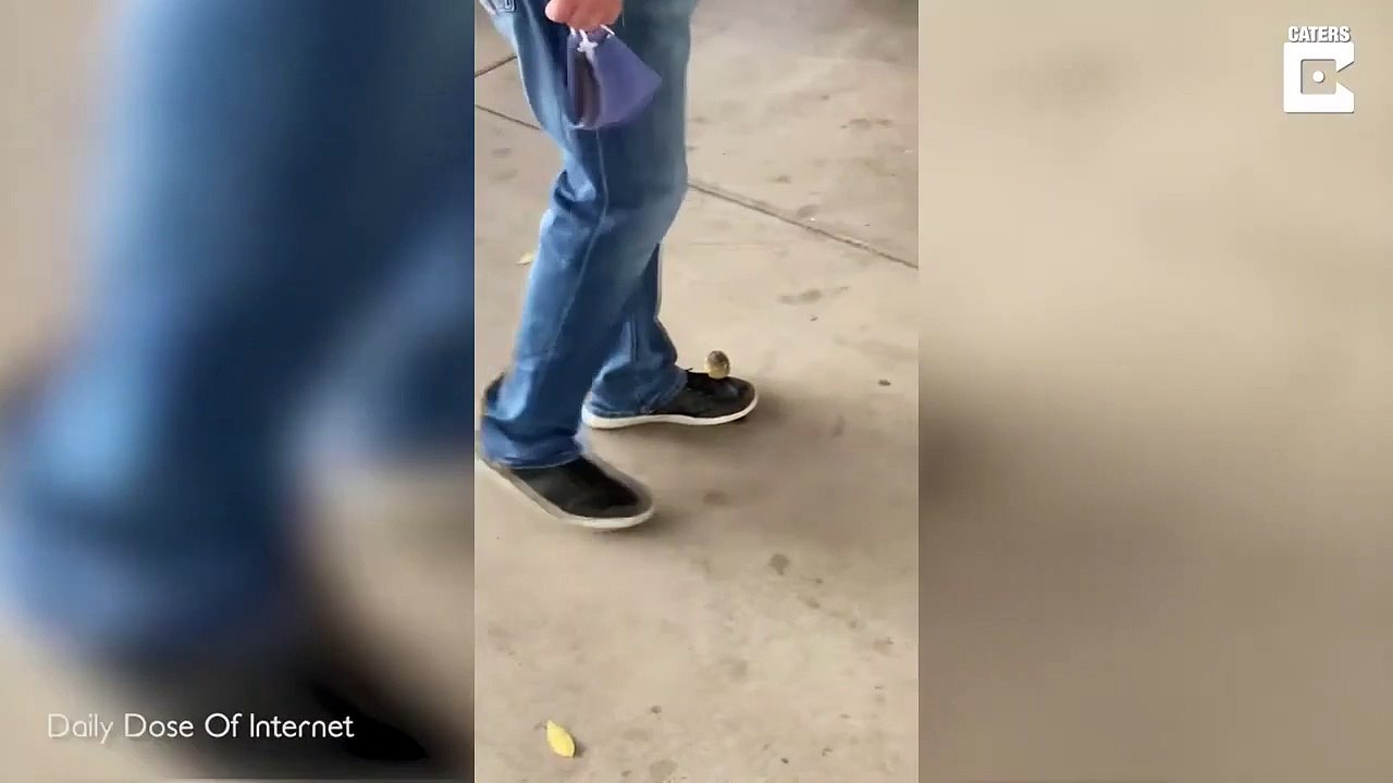 Ce petit oiseau utilise le pied d'un homme comme moyen de transport