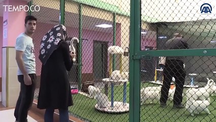 Kolam Renang Khusus untuk Kucing Van Bermata Aneh