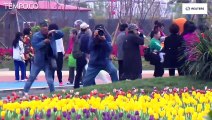 Festival budaya Tulip di Cina Menarik Antusias Pengunjung pengunjung