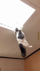 Kompilasi video kucing lucu!!!Bikin gak berhenti ketawa!!