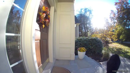 Hungry Bear Disappointed by Imitation Pumpkins