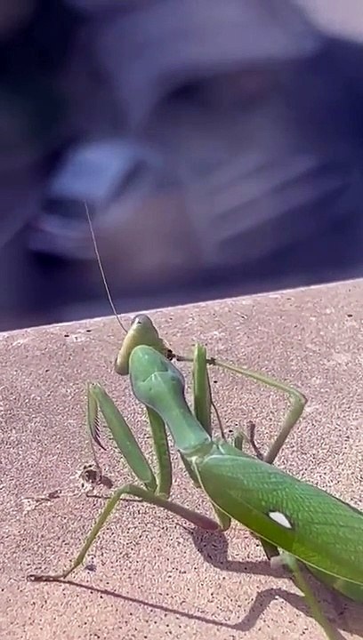 Mantis Scares Humans