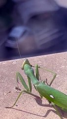 Mantis Scares Humans
