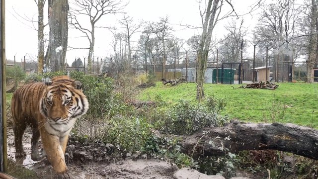 Female tiger killed at Knowsley Safari - LiverpoolWorld news bulletin