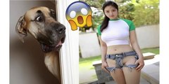 Funniest Animals Video - Funny Dogs And Cats - Try Not To Laugh Animals