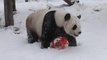 Adorable panda tumbles through snow at Chinese zoo