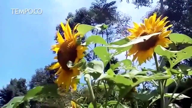 Asyiknya Berendam Air Hangat di Tengah Kebun