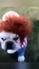 Funny Look Dog Transformation Halloween Costume Pet Clothes