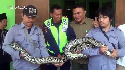 Cari Mangsa, Ular Sanca Masuk ke Pabrik Tepung, Akhirnya
