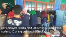 Mabes Polri Grebek Gudang Pembibitan 50 Ribu Bibit Lobster