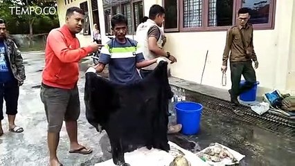 BKSDA Riau Tangkap 4 Orang Pelaku Pembantai 4 Beruang Madu