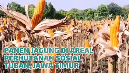 INFO Panen Jagung di Perkebunan Jati Jawa Timur