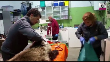 El osezno recuperado en Igüeña ya está reintroducido en el medio natural