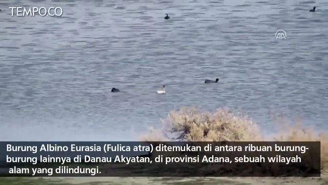 Ditemukan Burung Albino Langka di Turki, Begini Penampakannya