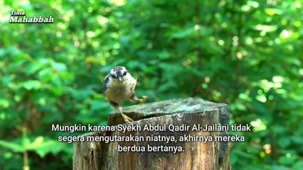 Asal Mula Gelar - Raja Para Wali - Syekh Abdul Qadir Jaelani - Tinta Mahabbah