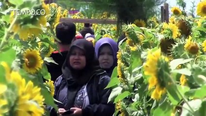 Libur Panjang, Spot Bunga Matahari Banjir Pengunjung
