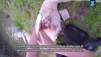 Penyelamat Binatang Liar