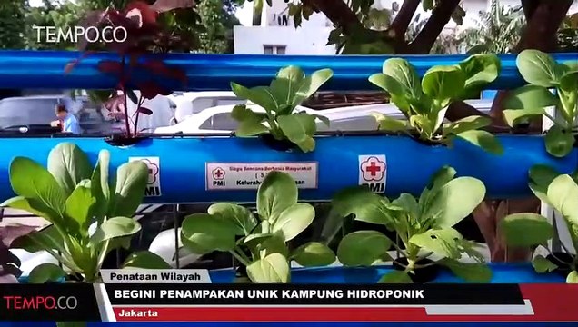 Begini Penampakan Unik Kampung Hidroponik