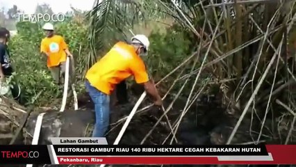 Restorasi Gambut Riau 140 Ribu Hektare Cegah Kebakaran Hutan