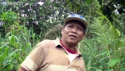 Ribuan Belalang Setan Serang Lahan Pertanian di Gunungkidul