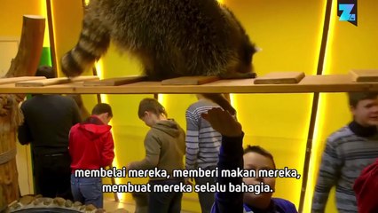 Terapi Rakun untuk Anak-anak Rusia