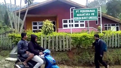 Senja Kala Pabrik Pengolah Kulit Kina Satu-Satunya di Indonesia