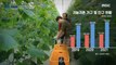 [HOT] The Growing Smart Farm Market, MBC 다큐프라임 221113