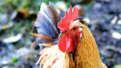 Discover adorable animals like cows, goats, sheep, cats, dogs, elephants, bulls, oxen, bears, and deer.