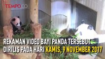 Lucunya Bayi Panda Berusia 150 Hari di Tokyo