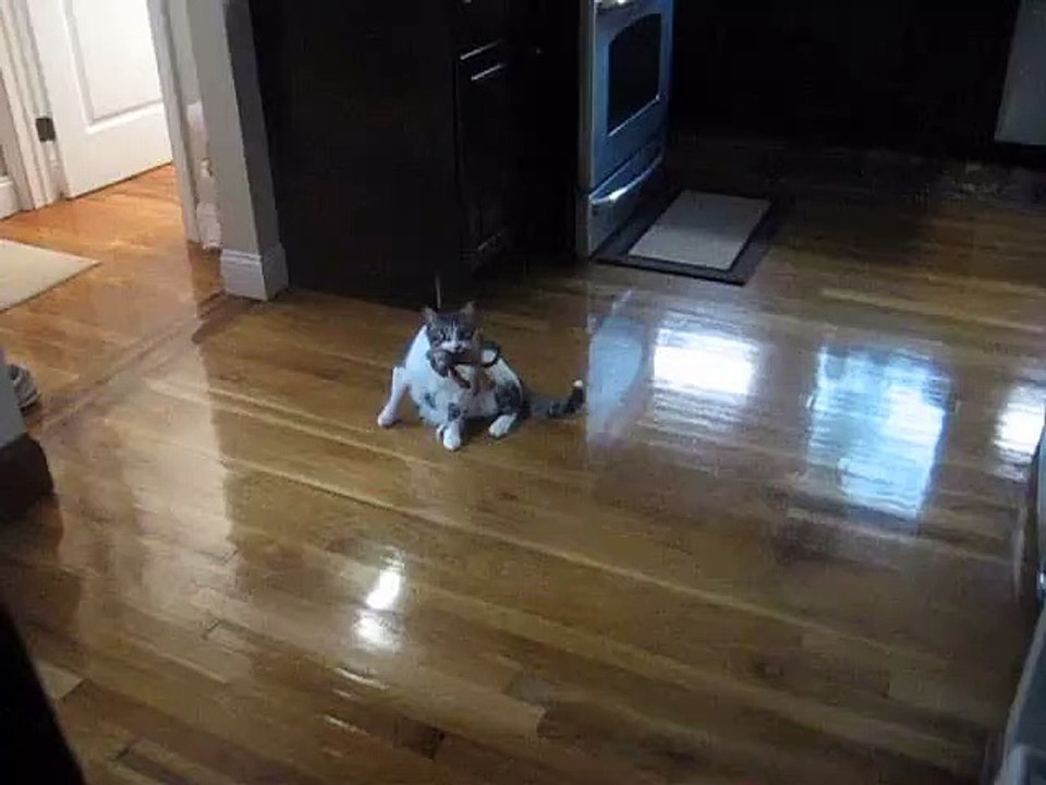 Toy monkey carried by a cat