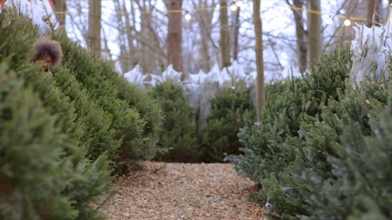Real vs. Artificial Christmas Trees: How to Cho...