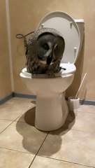Owl Uses the Toilet