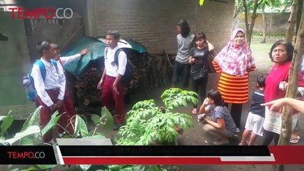 Tumbuh Bunga Mirip Bunga Bangkai Kejutkan Warga Sleman